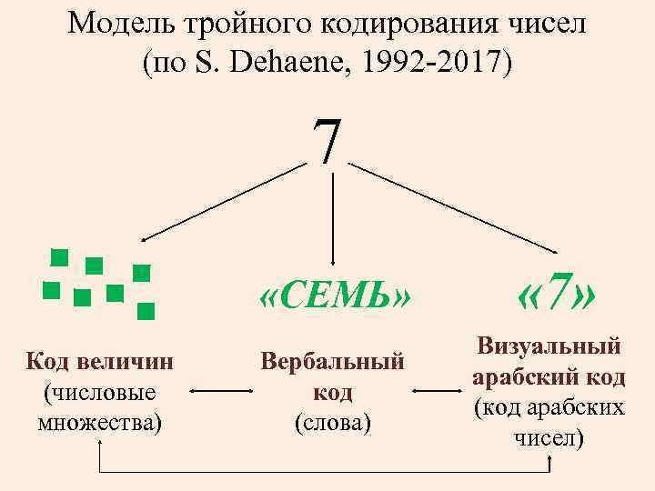   Модель тройного кодирования чисел  (по S. Dehaene, 1992 -2017)  
