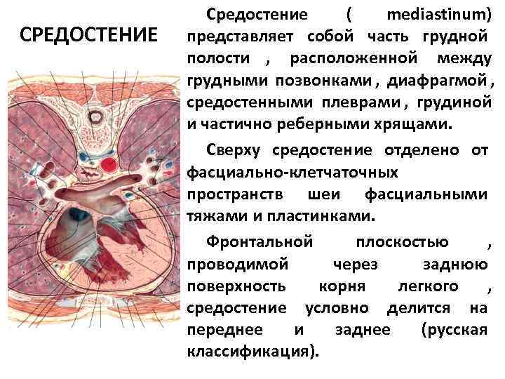    Средостение  (  mediastinum) СРЕДОСТЕНИЕ  представляет собой часть грудной