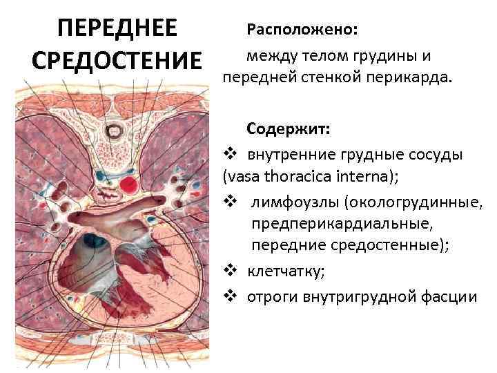 Строение женской грудины фото