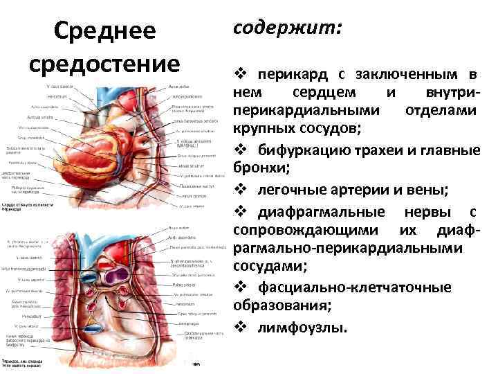  Среднее содержит: средостение  v перикард с заключенным в    нем