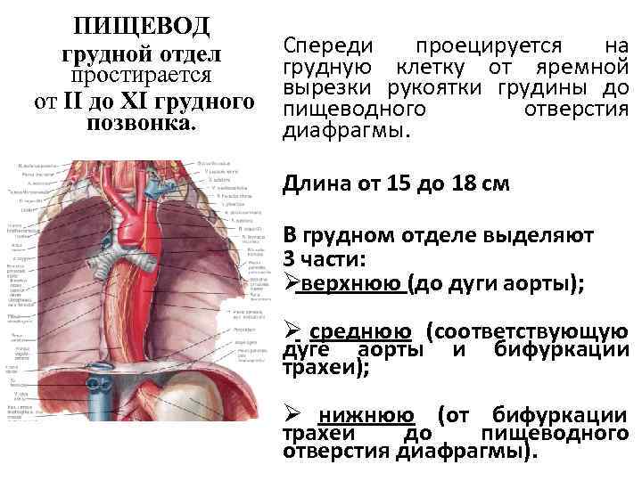 Поперечный распил грудной полости на уровнях th4 th6 th9 схема