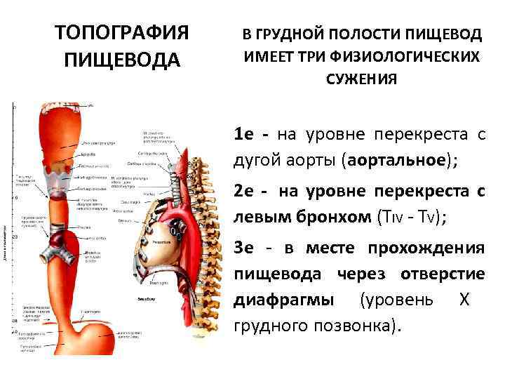 Пищевод топографическая анатомия презентация