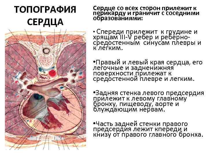 Топография сердца животных