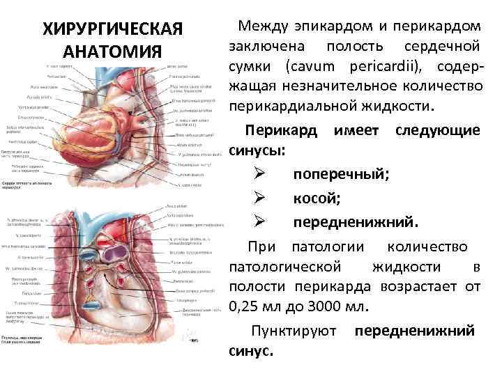 Грудная полость фото