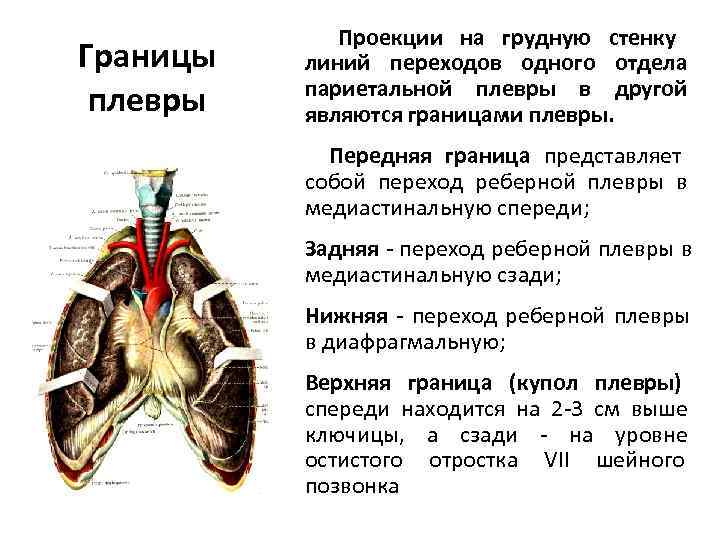 Плевра топографическая анатомия презентация