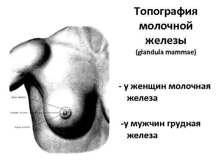   Топография молочной железы  (glandula mammae)  - у женщин молочная 