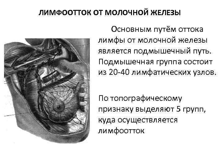 Схема лимфооттока от молочной железы топографическая анатомия