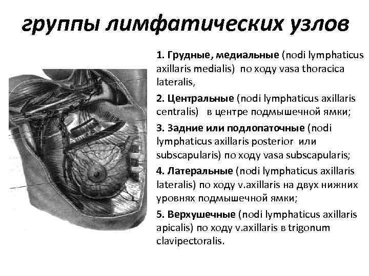 Укажите что образует медиальную стенку cavitas axillaris