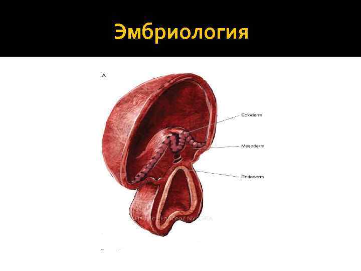 Эмбриология 