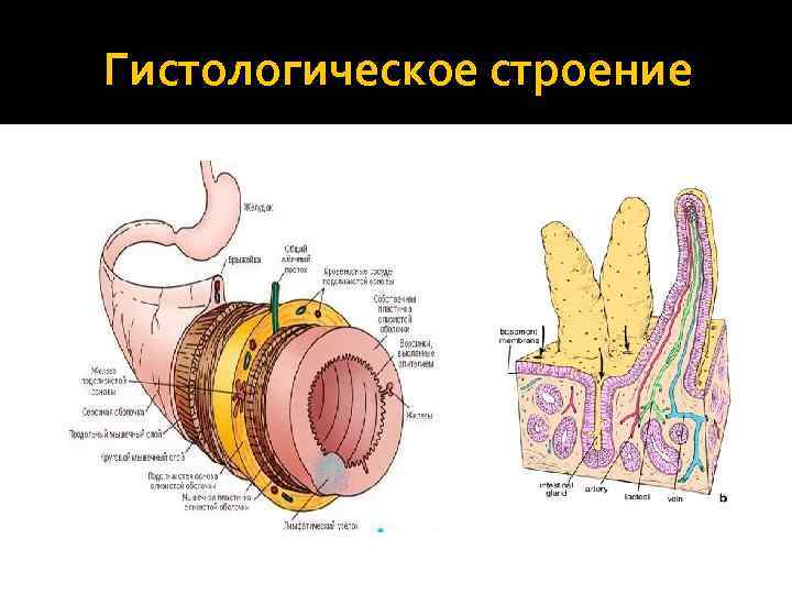 Гистологическое строение 