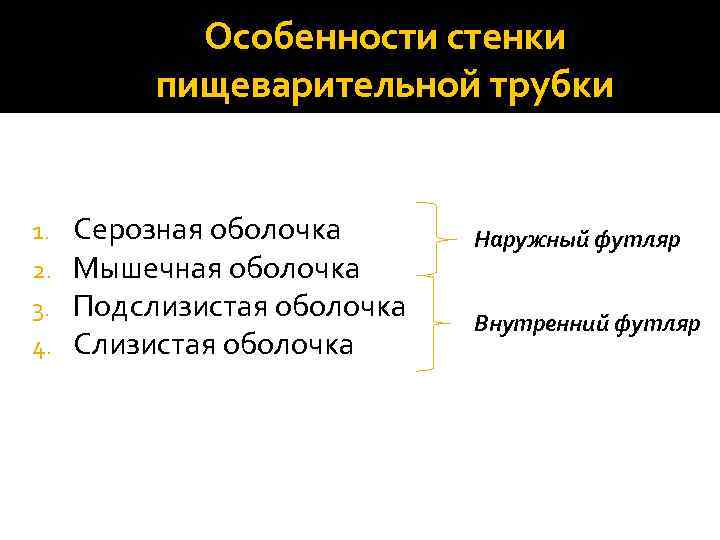   Особенности стенки  пищеварительной трубки  1.  Серозная оболочка  Наружный