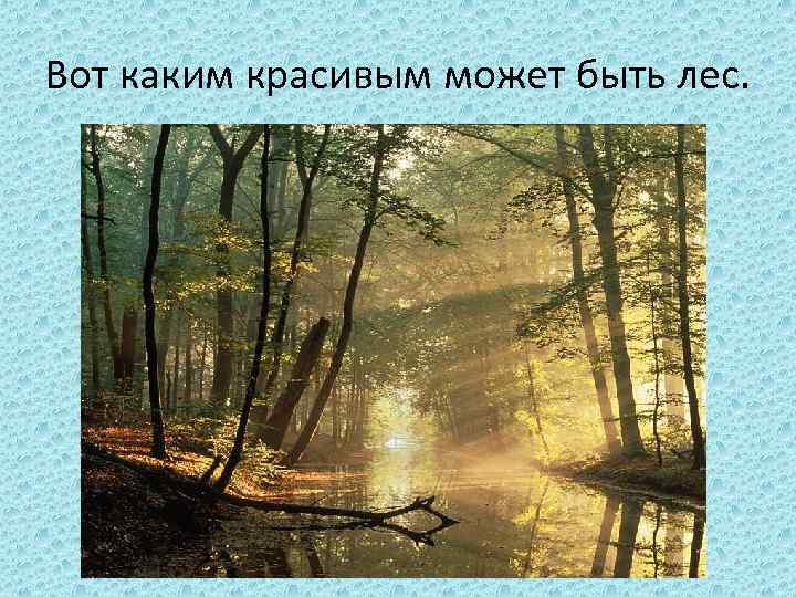 Вот каким красивым может быть лес. 