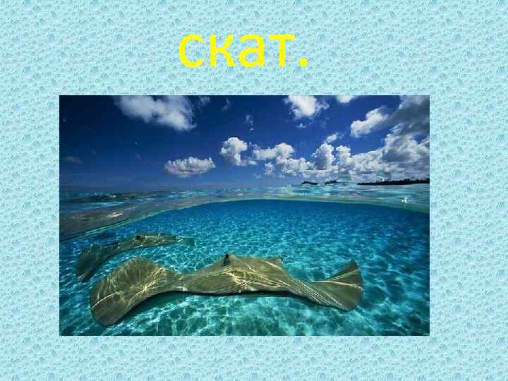 скат. 