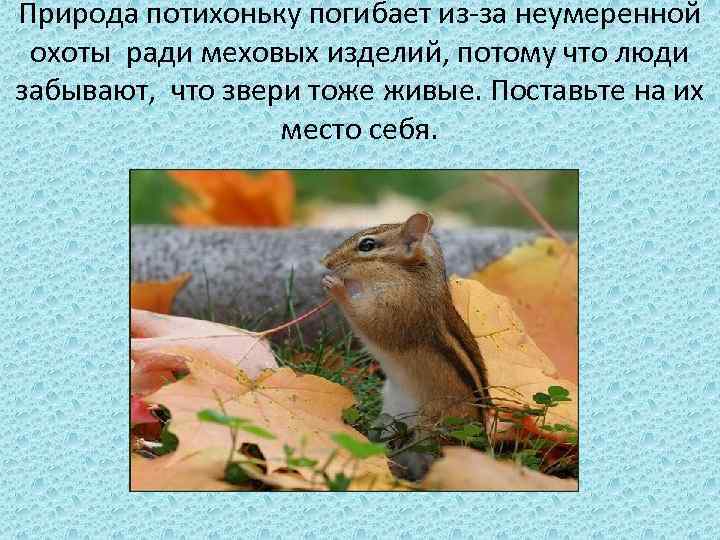 Природа потихоньку погибает из-за неумеренной охоты ради меховых изделий, потому что люди забывают, что