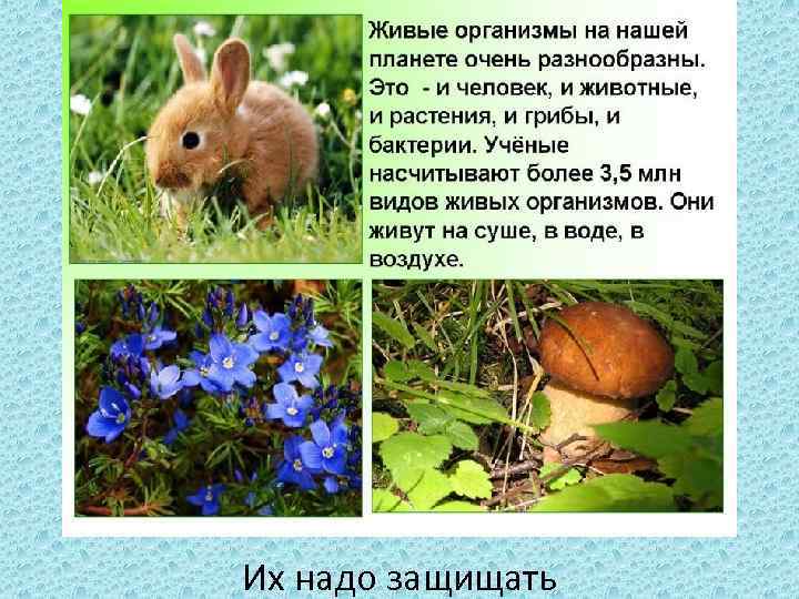 Их надо защищать 