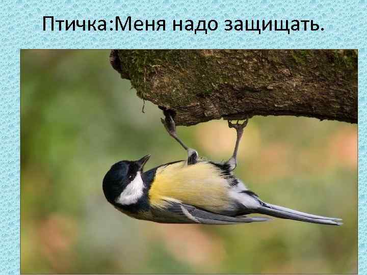 Птичка: Меня надо защищать. 