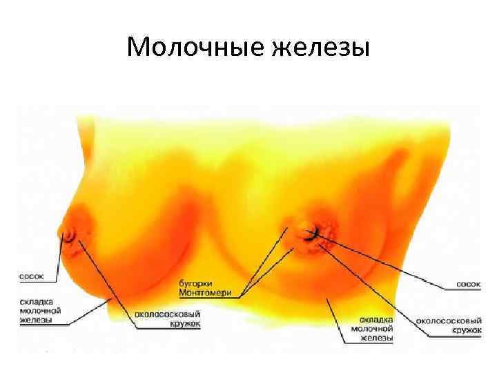 Молочные железы 