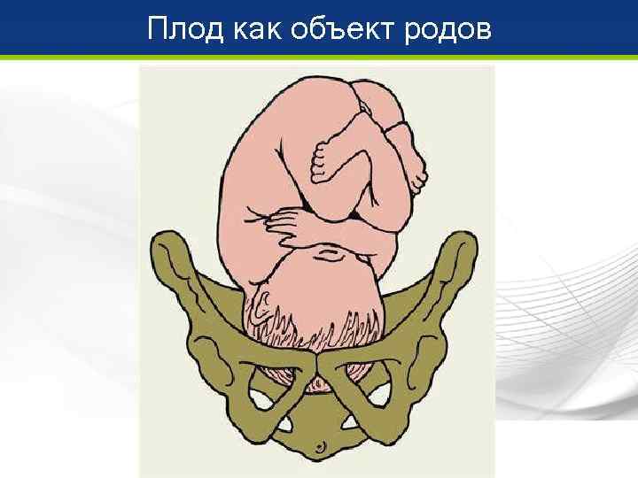 Плод как объект родов 