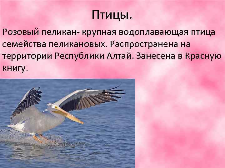     Птицы. Розовый пеликан- крупная водоплавающая птица семейства пеликановых. Распространена на