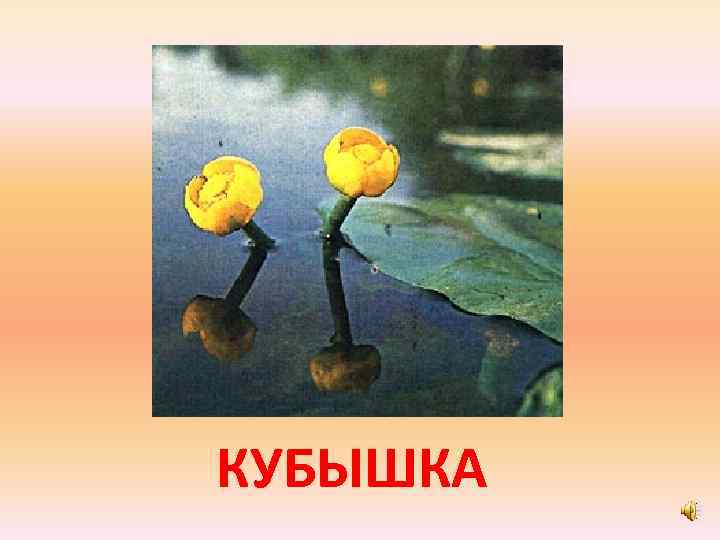 КУБЫШКА 