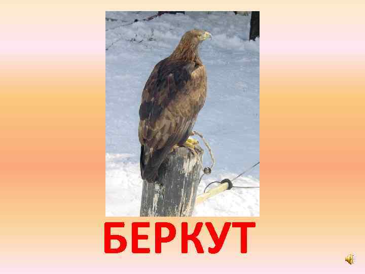 БЕРКУТ 
