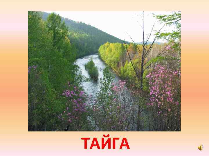 ТАЙГА 