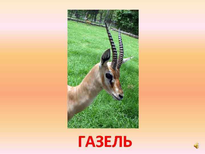 ГАЗЕЛЬ 