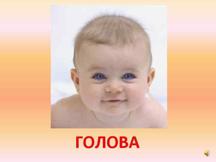 ГОЛОВА 