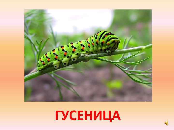 ГУСЕНИЦА 