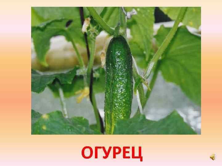 ОГУРЕЦ 