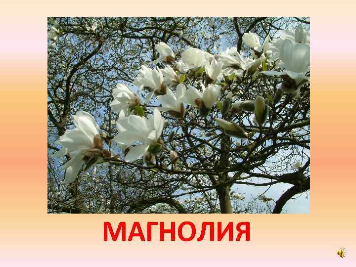 МАГНОЛИЯ 