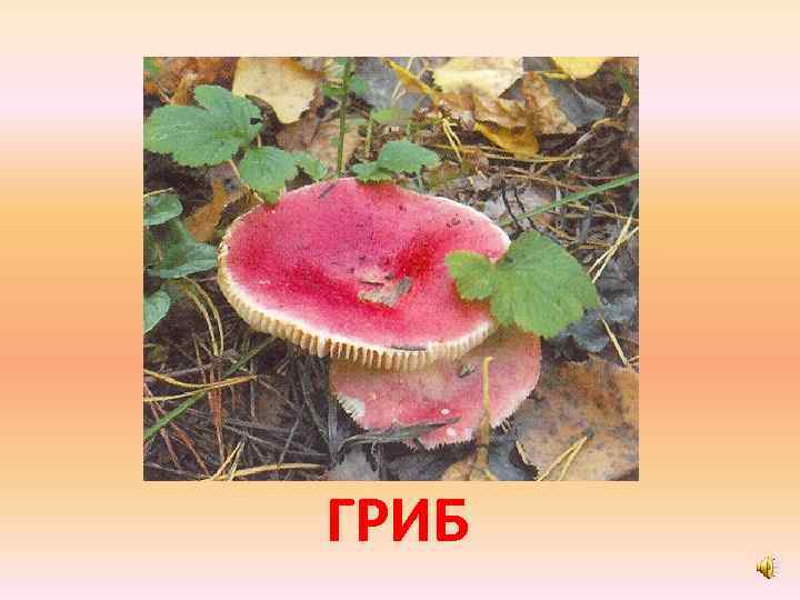 ГРИБ 