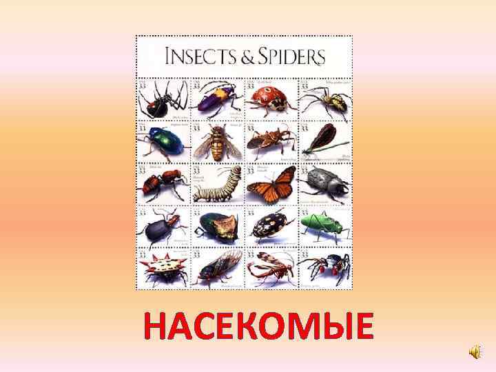 НАСЕКОМЫЕ 