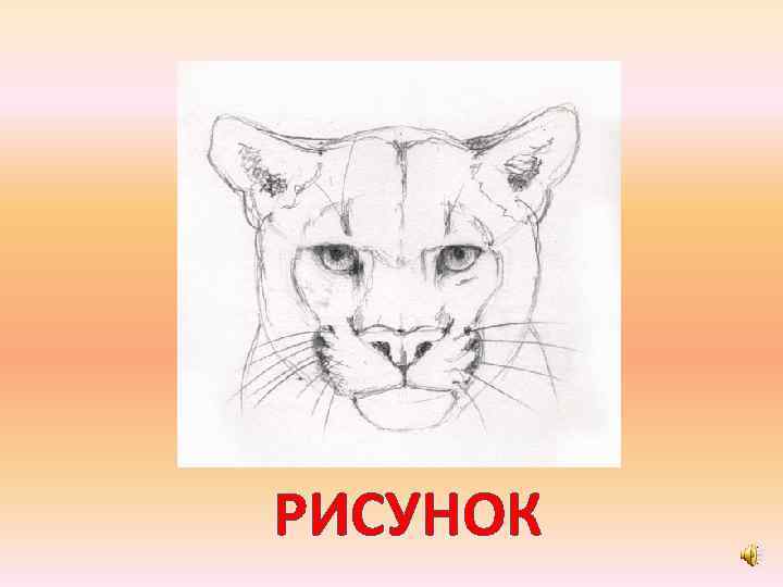 РИСУНОК 