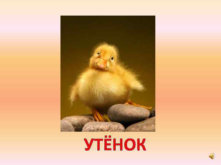 УТЁНОК 
