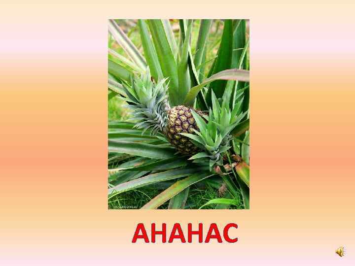 АНАНАС 
