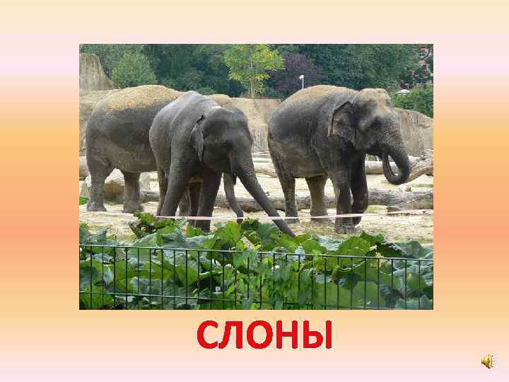 СЛОНЫ 