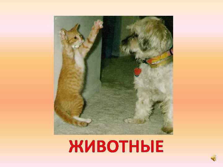 ЖИВОТНЫЕ 