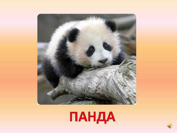 ПАНДА 