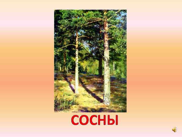 СОСНЫ 