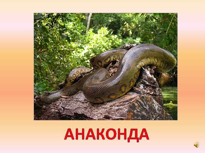 АНАКОНДА 