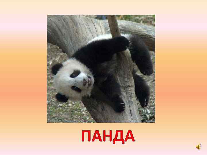 ПАНДА 