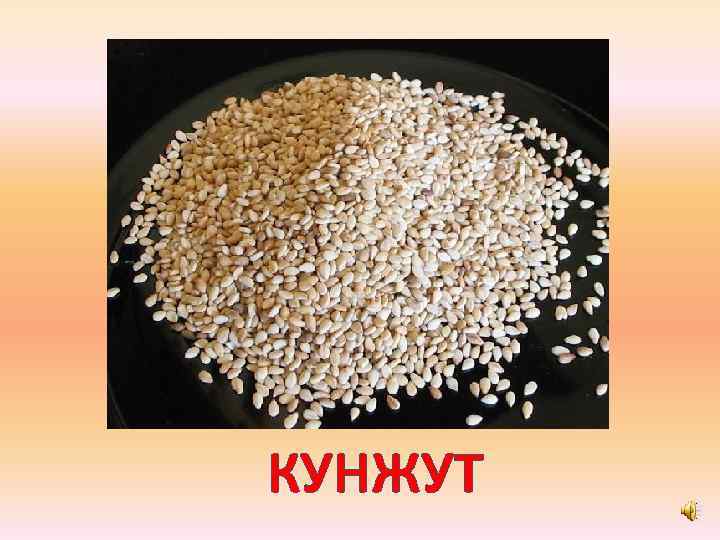 КУНЖУТ 