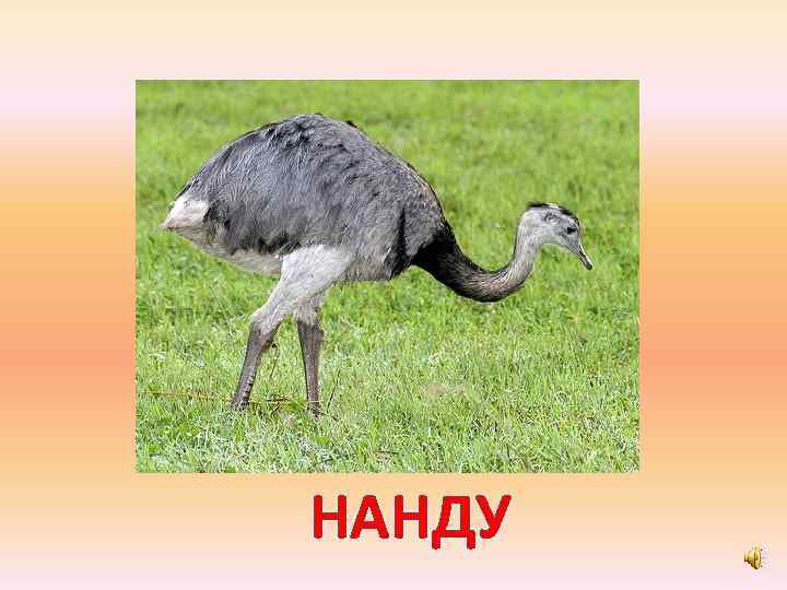 НАНДУ 