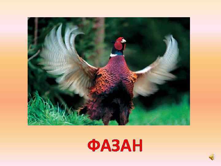 ФАЗАН 