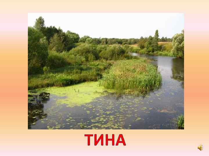 ТИНА 