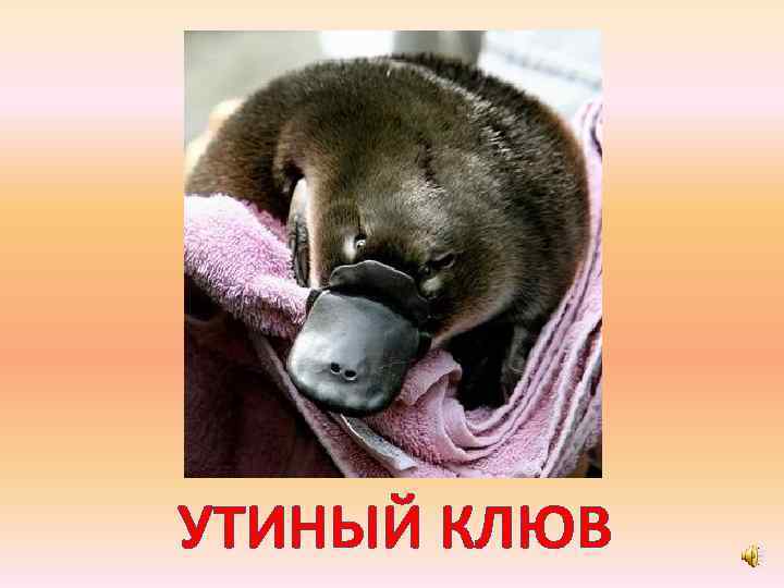 УТИНЫЙ КЛЮВ 