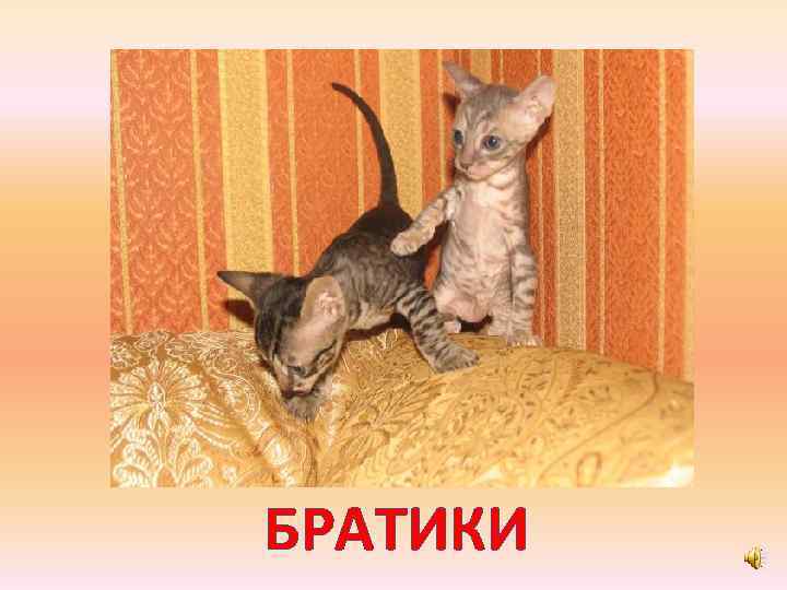 БРАТИКИ 
