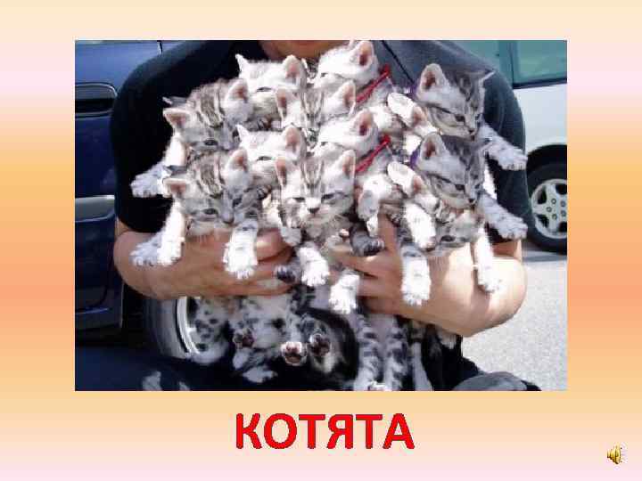 КОТЯТА 