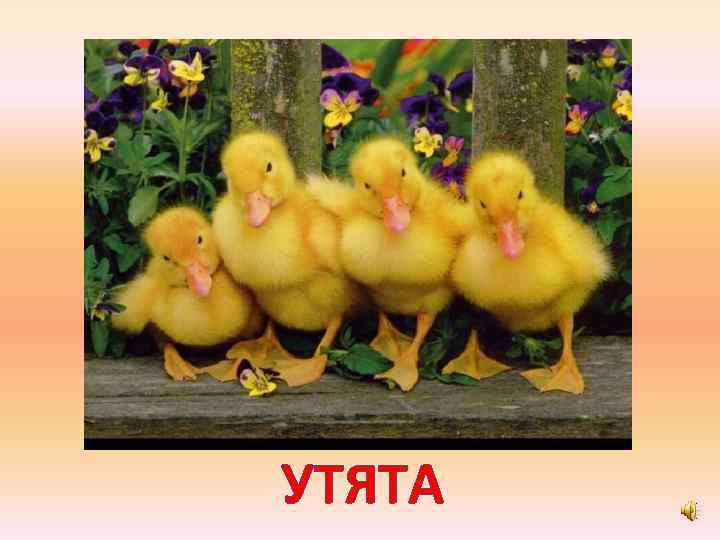 УТЯТА 